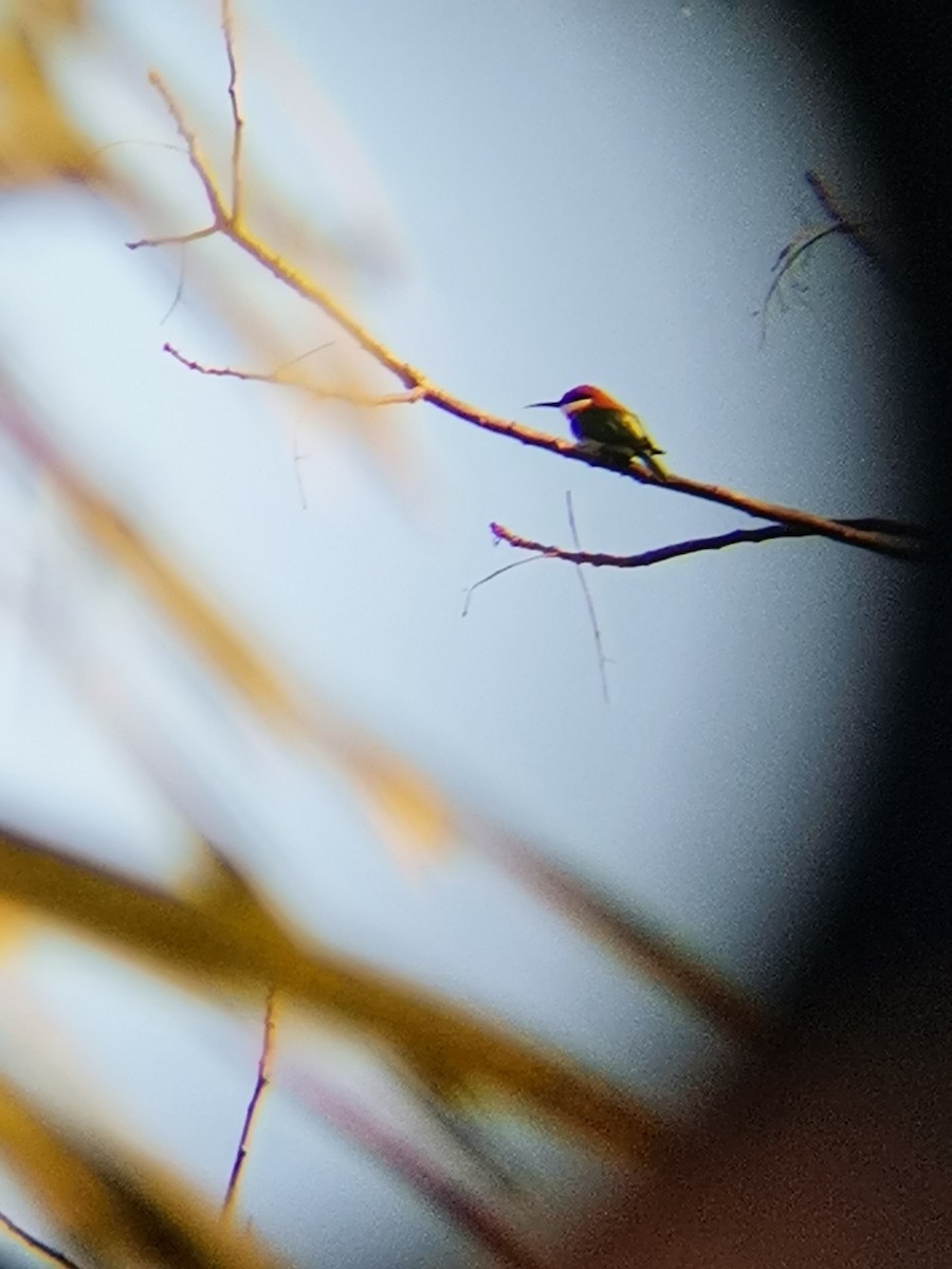 Chestnut-headed Bee-eater - ML406313191