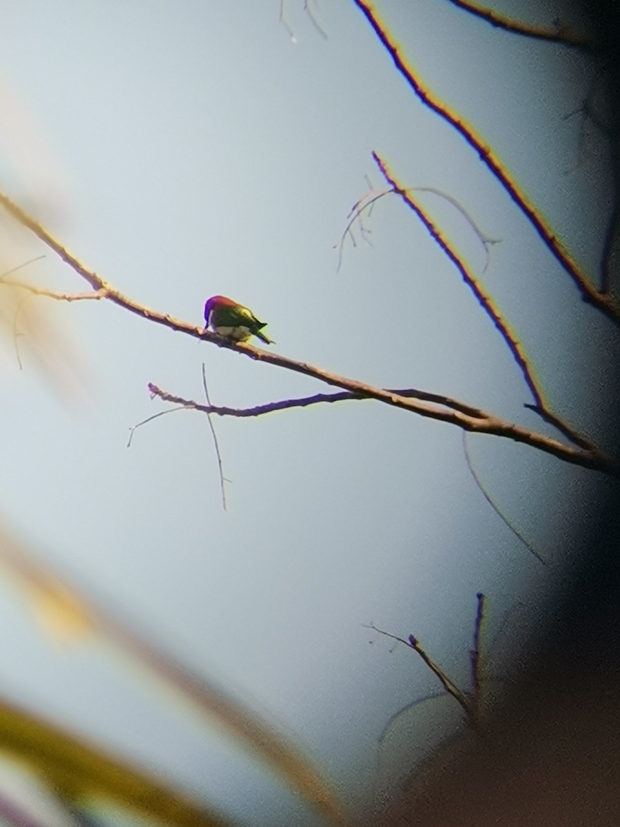 Chestnut-headed Bee-eater - ML406313211