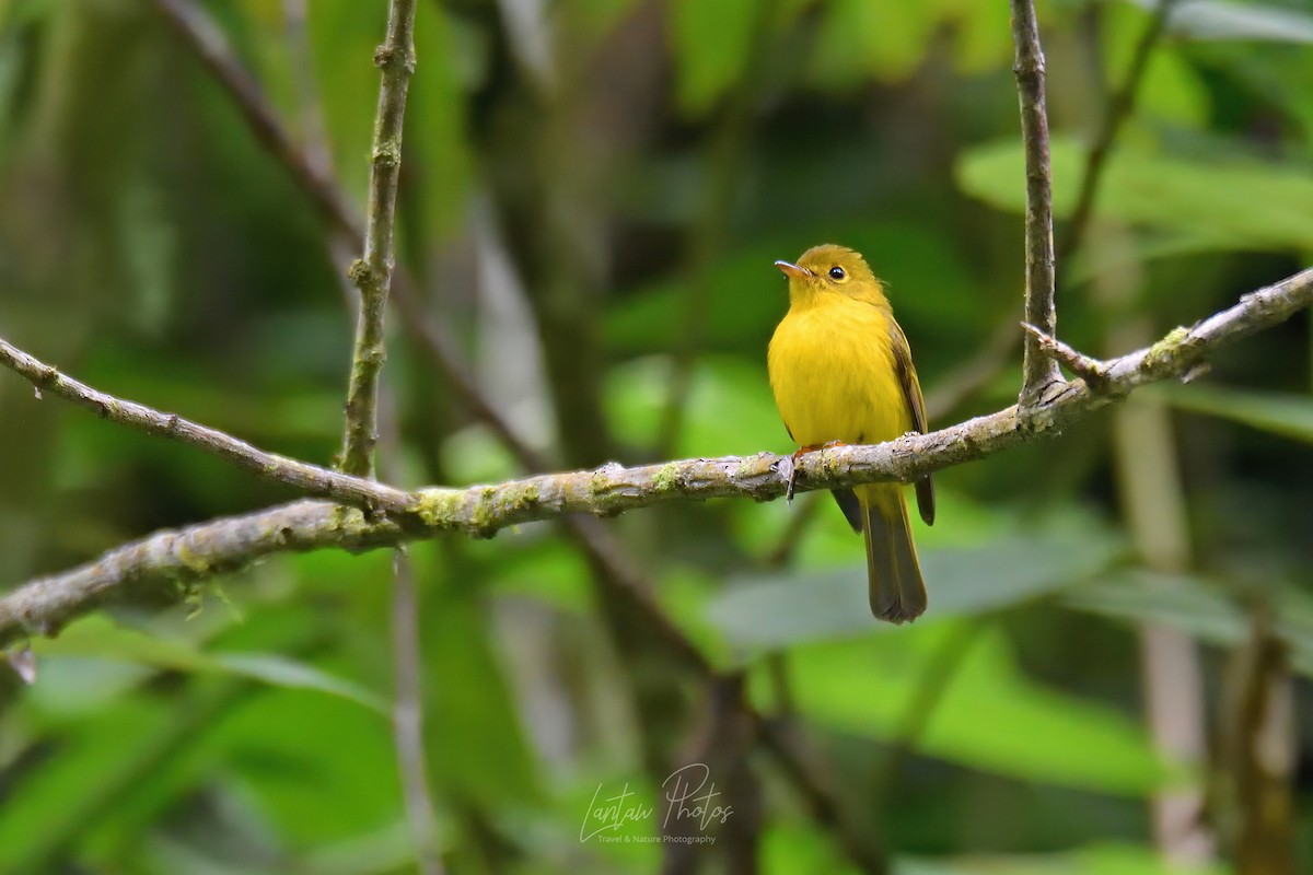 Citrine Canary-Flycatcher - ML406313241