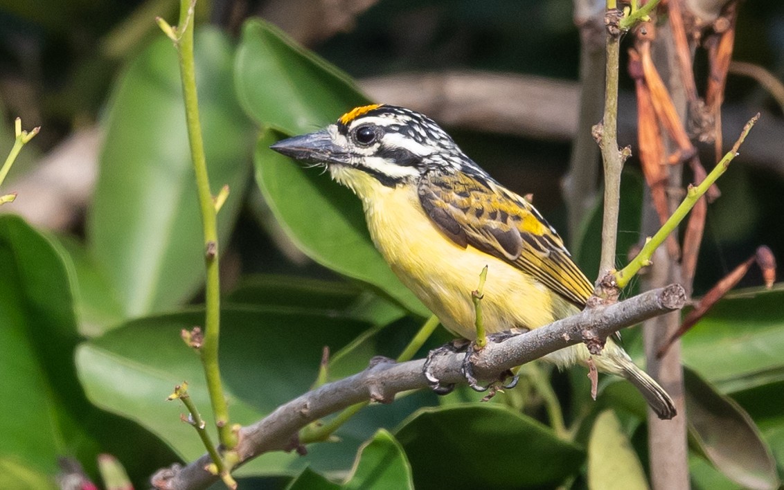 Yellow-fronted Tinkerbird - ML406313271