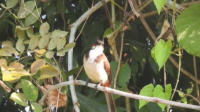 Red-whiskered Bulbul - ML406316501