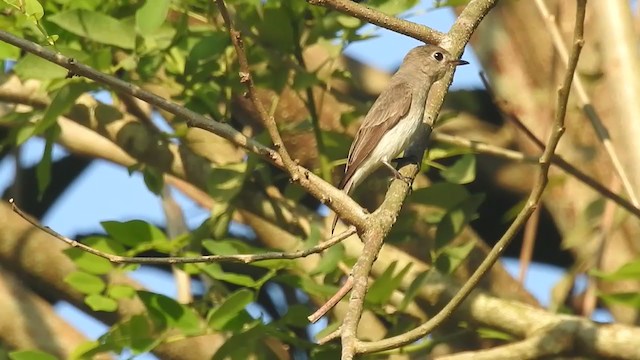 Asian Brown Flycatcher - ML406316561