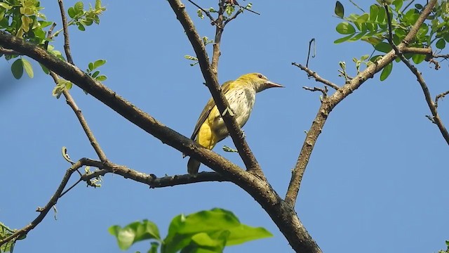 Indian Golden Oriole - ML406316711
