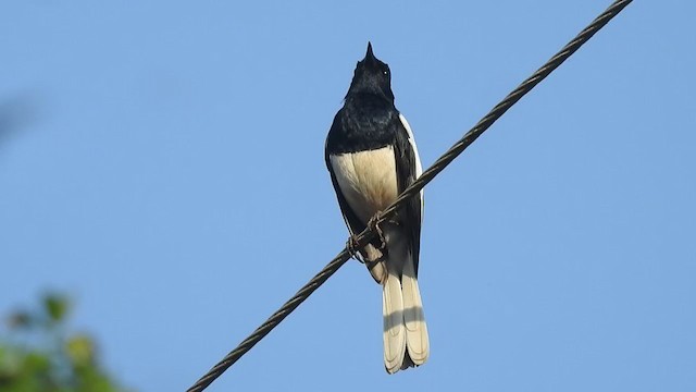 Oriental Magpie-Robin - ML406316731