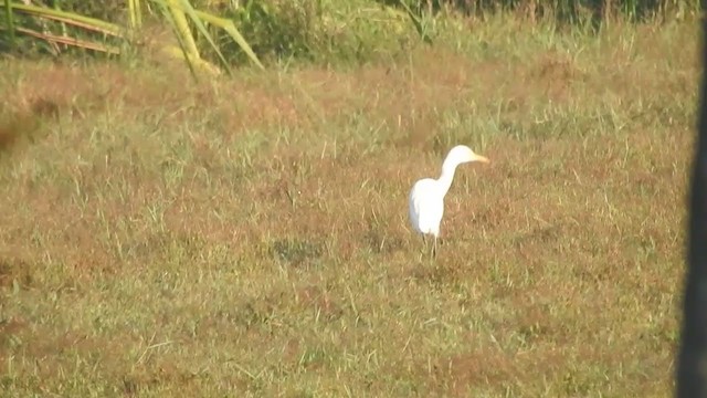 Eastern Cattle Egret - ML406316751