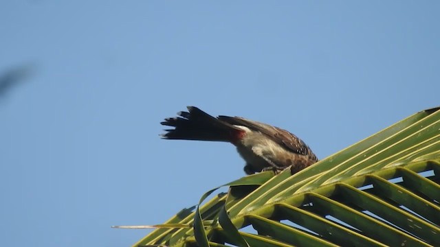 Red-vented Bulbul - ML406316821