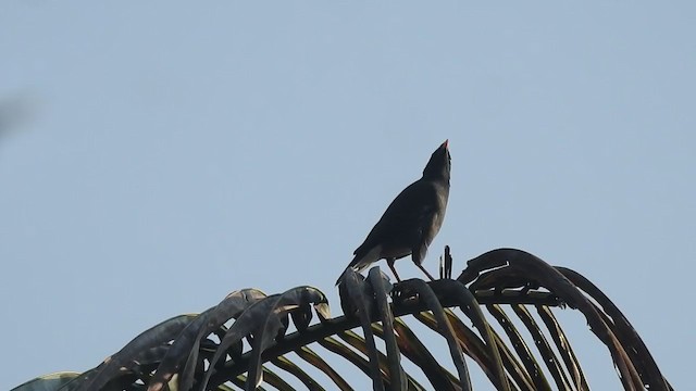 Jungle Myna - ML406316881