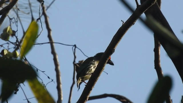 Coppersmith Barbet - ML406316951