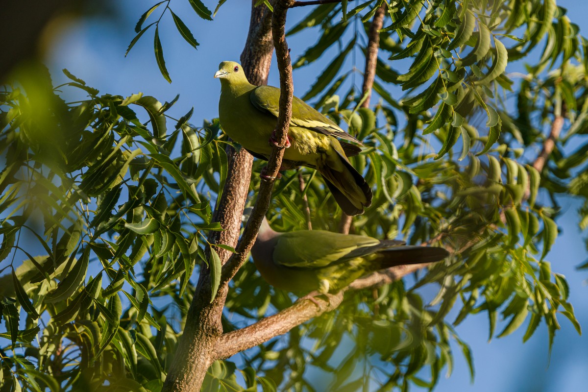 Pink-necked Green-Pigeon - Myron Ray Sy Evasco