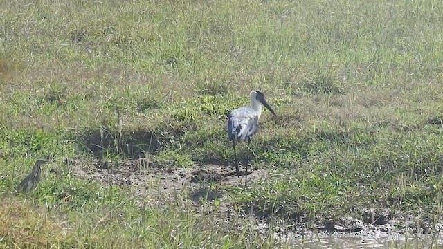 Asian Woolly-necked Stork - ML406317051