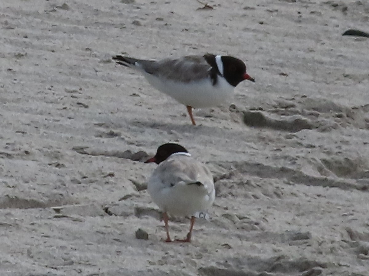 Hooded Plover - ML406319621