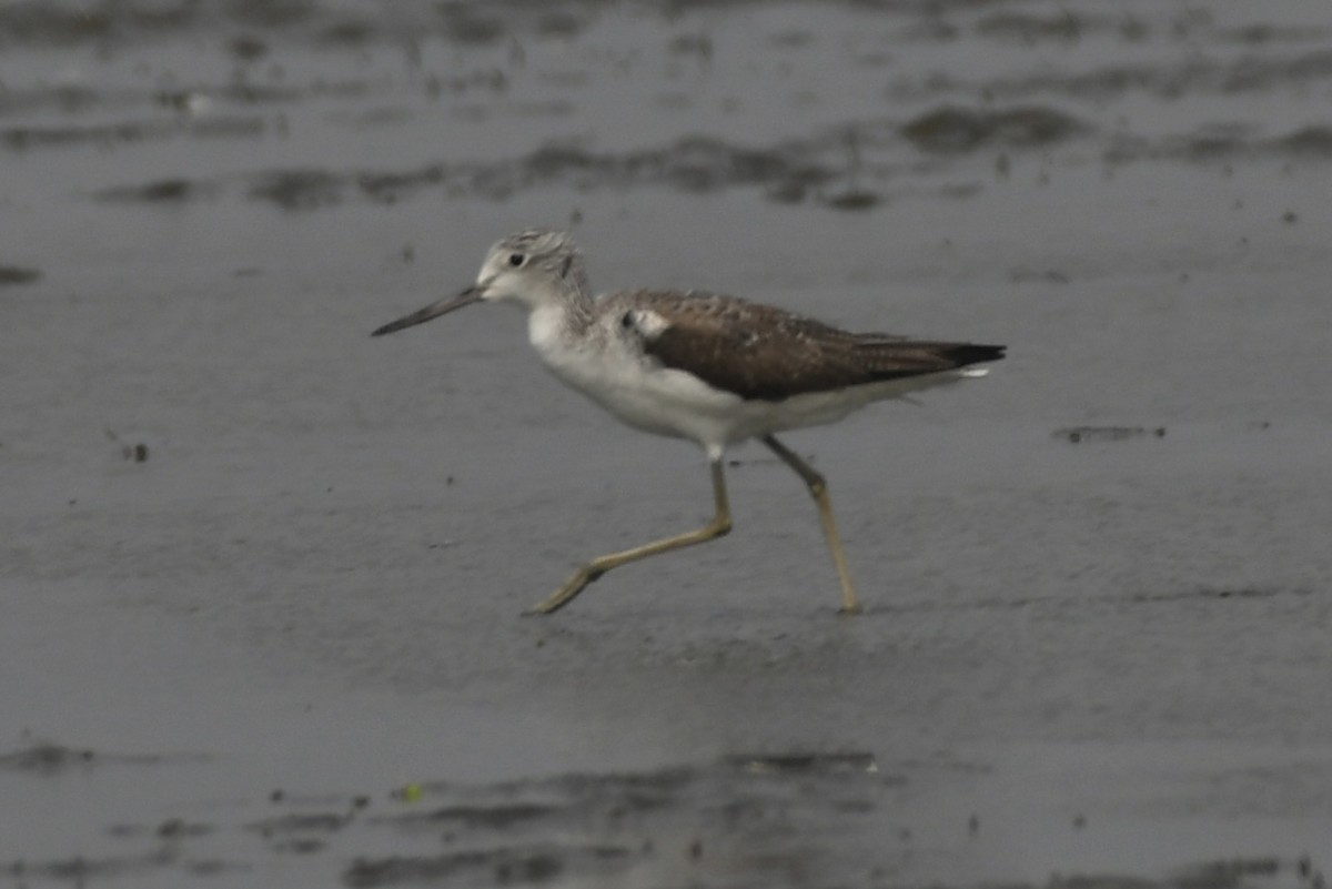 Common Greenshank - ML406321641