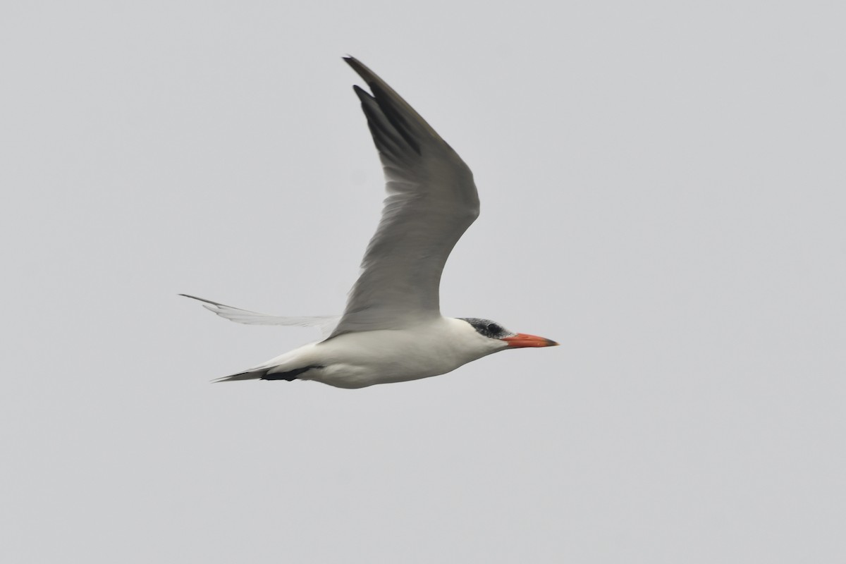 Caspian Tern - ML406321681