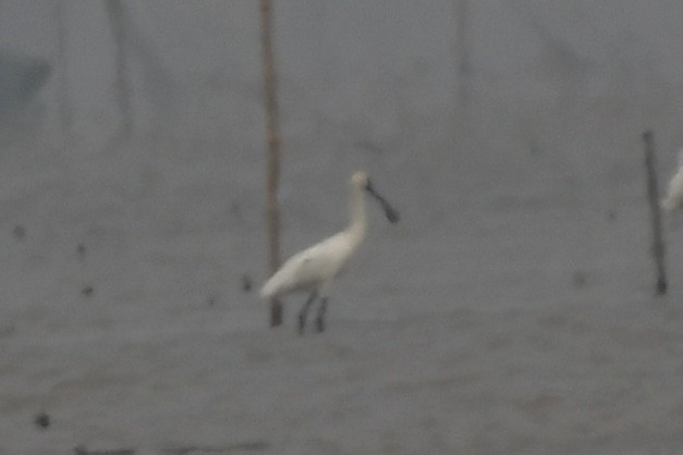 Black-faced Spoonbill - kang kang