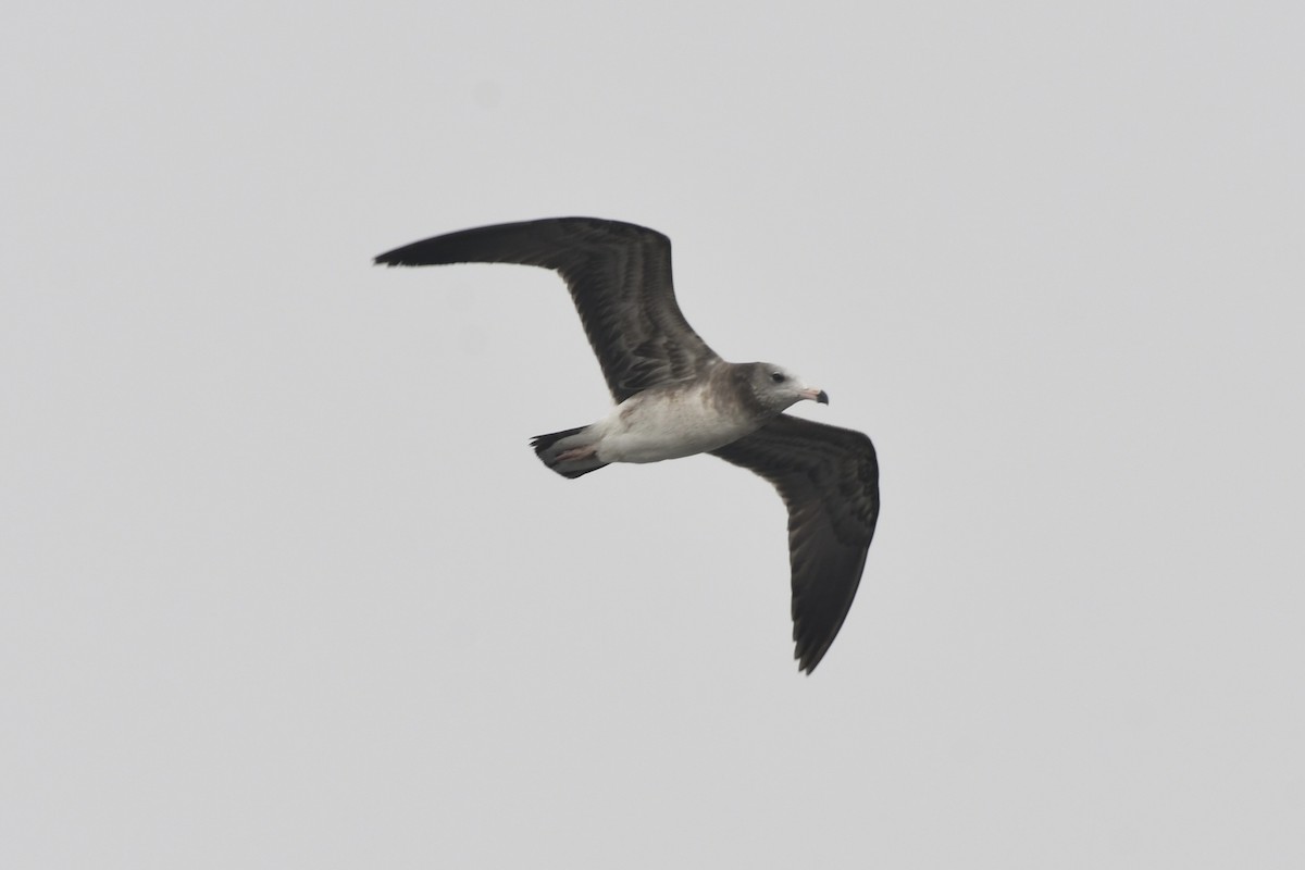 Black-tailed Gull - ML406323731