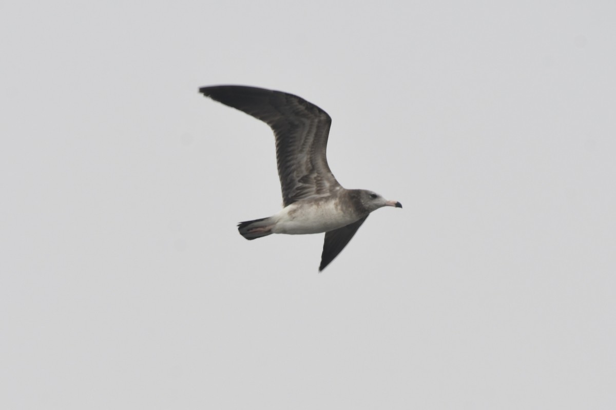 Black-tailed Gull - ML406323761