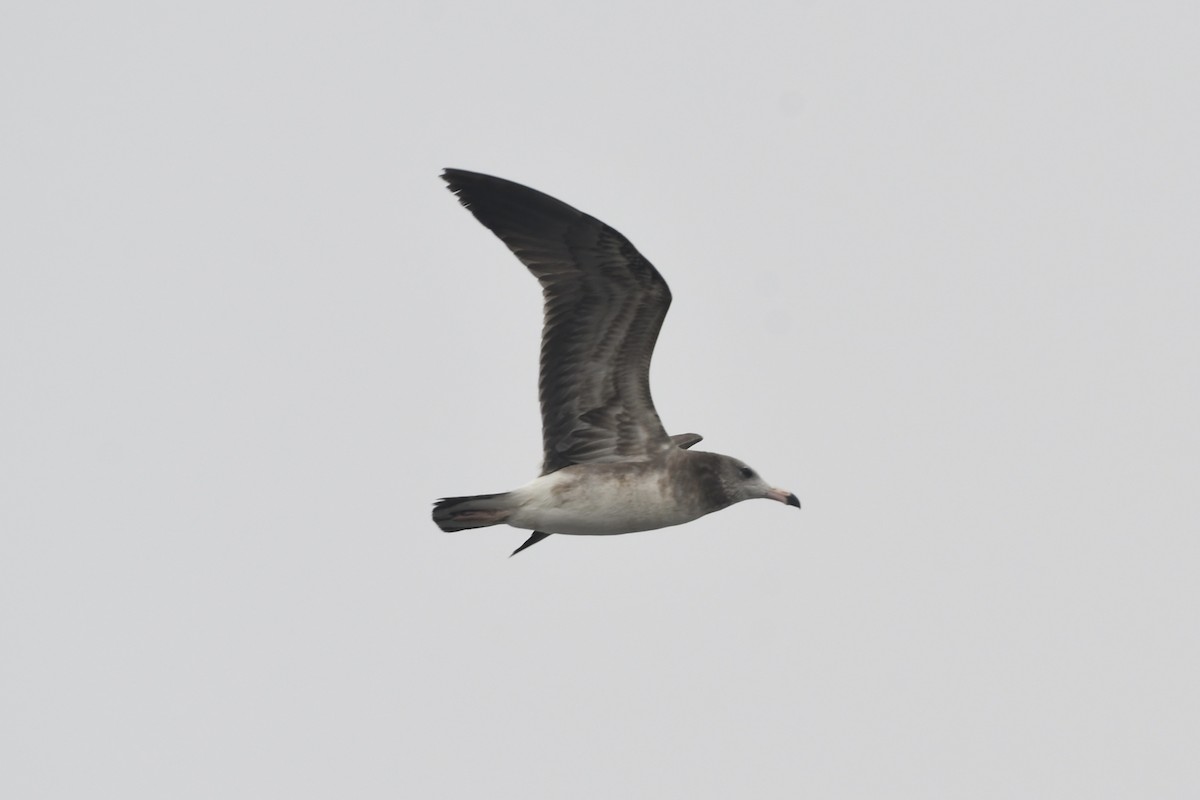 Black-tailed Gull - ML406323771