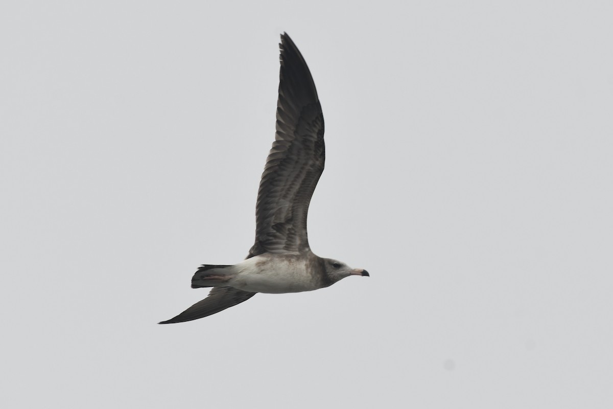 Black-tailed Gull - ML406323791