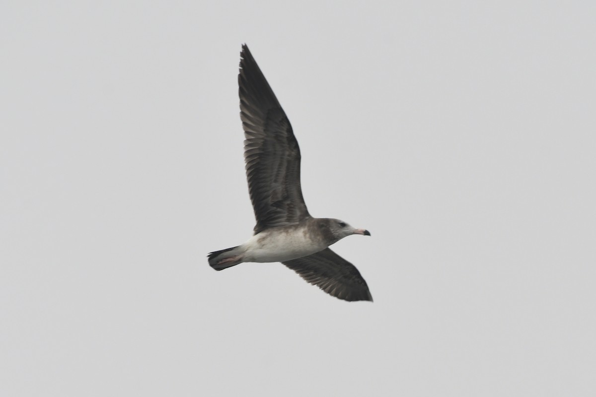 Black-tailed Gull - kang kang