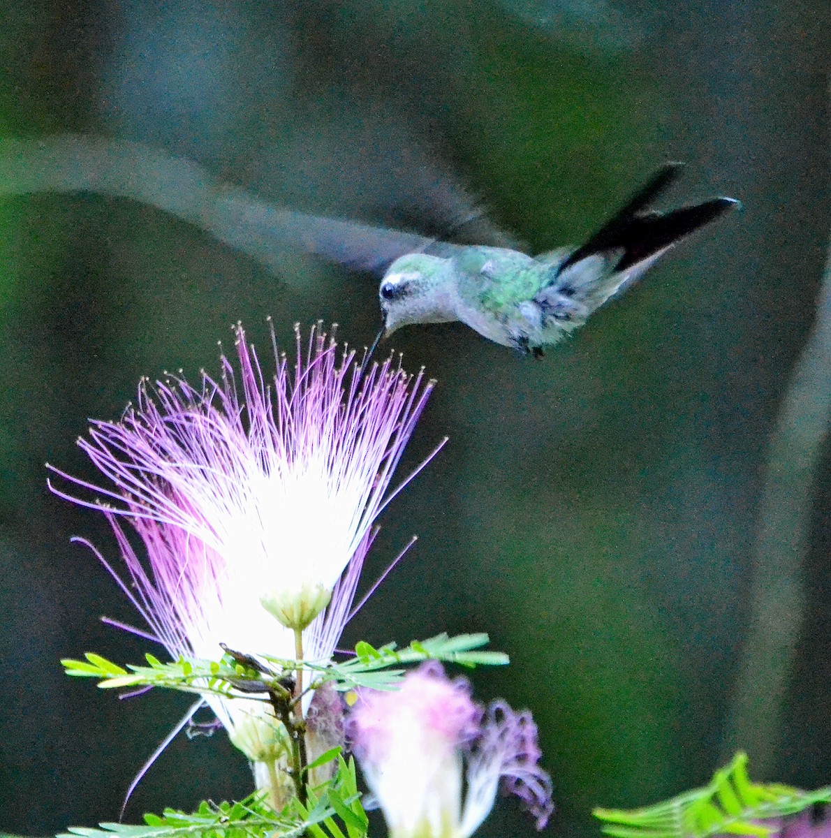 kolibřík kubánský - ML40632631