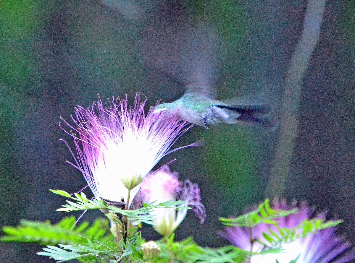 kolibřík kubánský - ML40632641