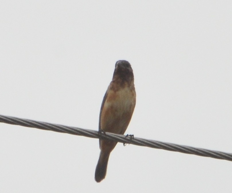 Dark-throated Seedeater - ML406326661