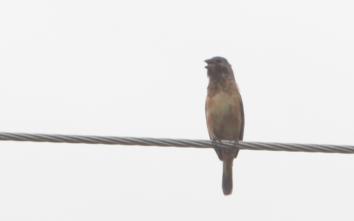 Dark-throated Seedeater - ML406326681