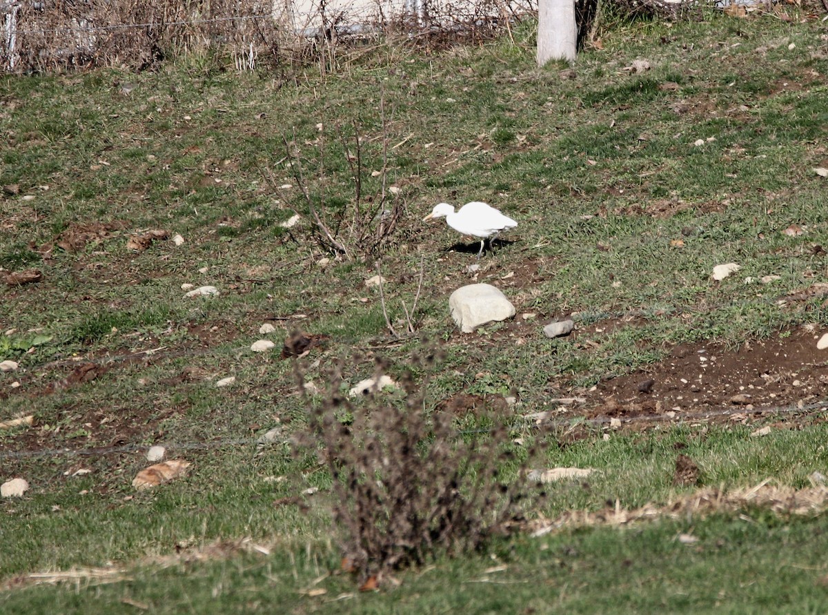 Western Cattle Egret - John Berry