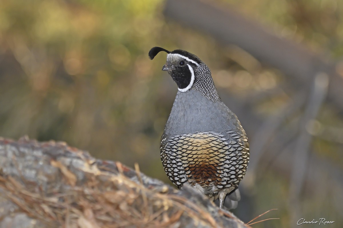 California Quail - ML406327241