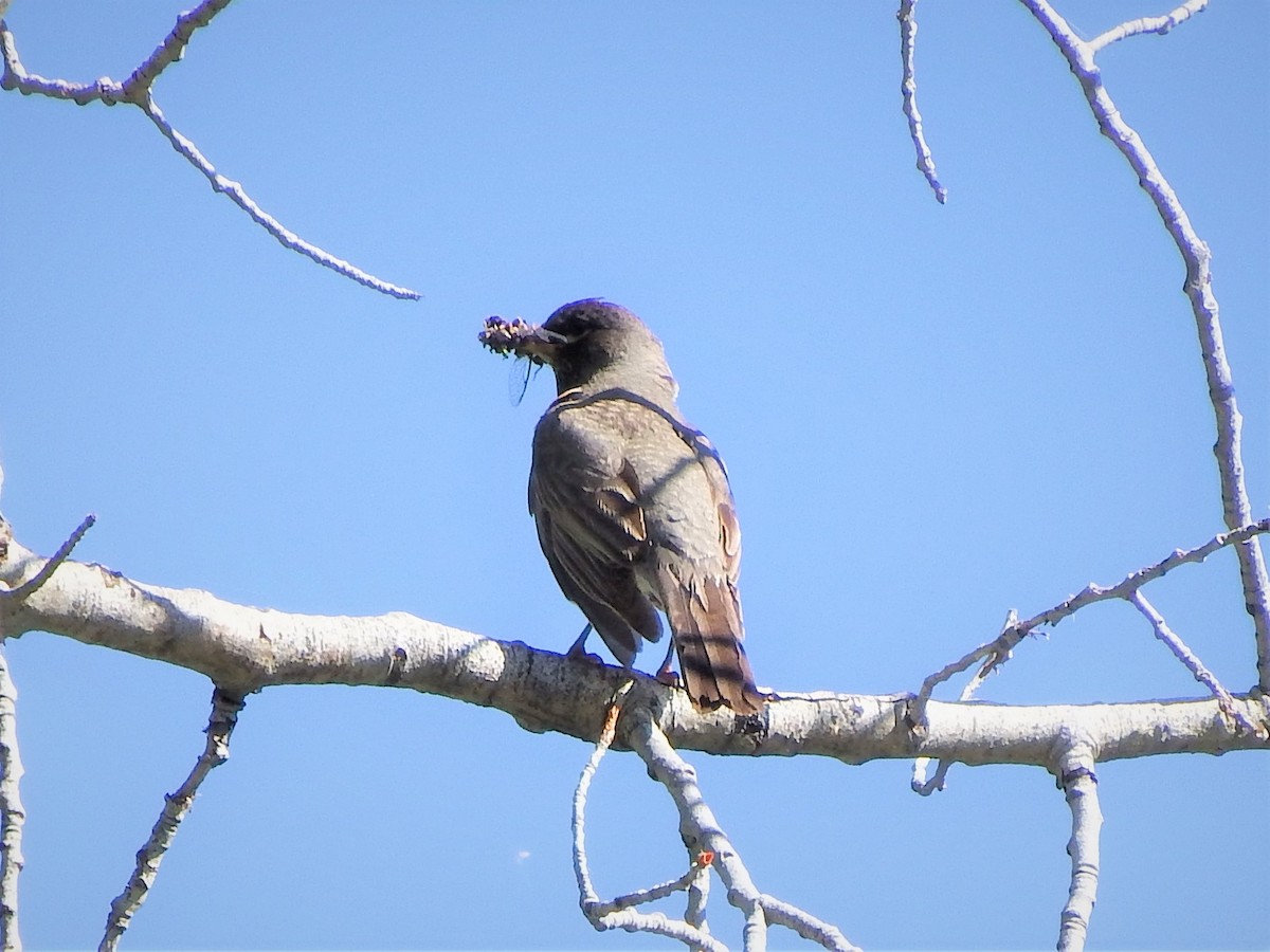 Solitario Norteño - ML406327911