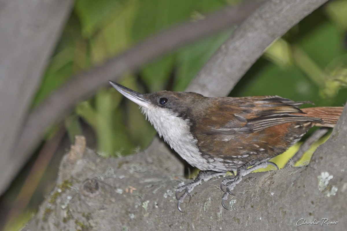 White-throated Treerunner - ML406330441