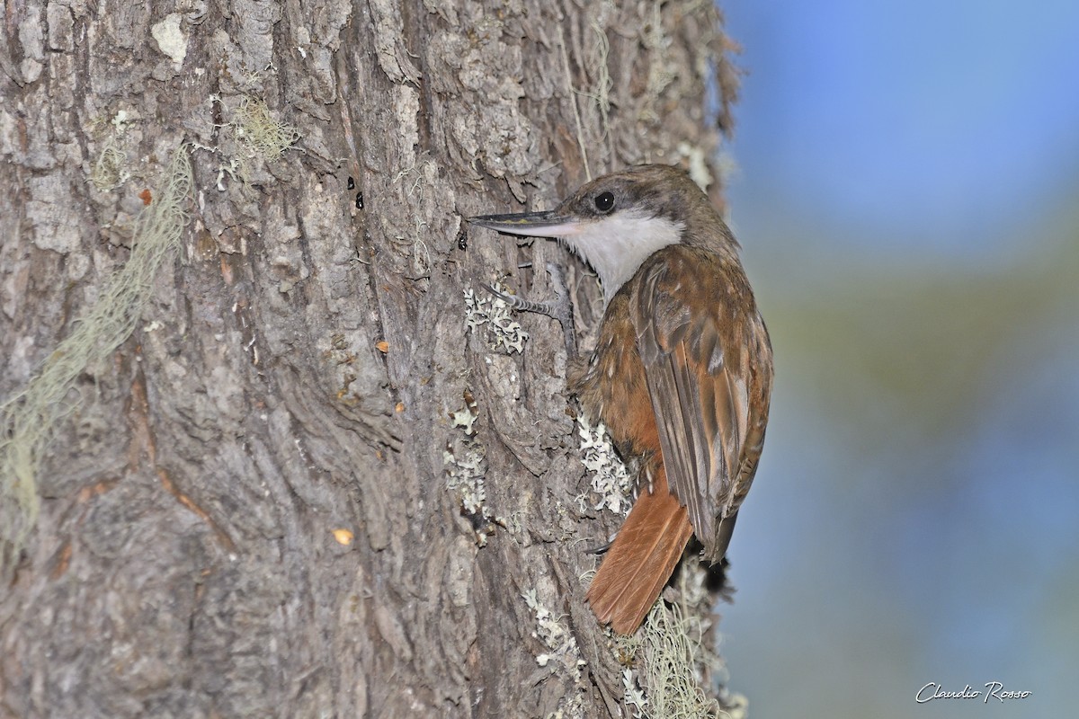 White-throated Treerunner - ML406330451