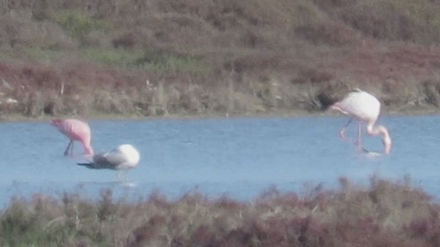 Lesser Flamingo - ML406331481