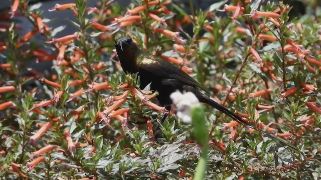 Нектарка бронзова - ML406333761