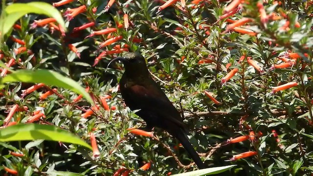 Bronze Sunbird - ML406333841