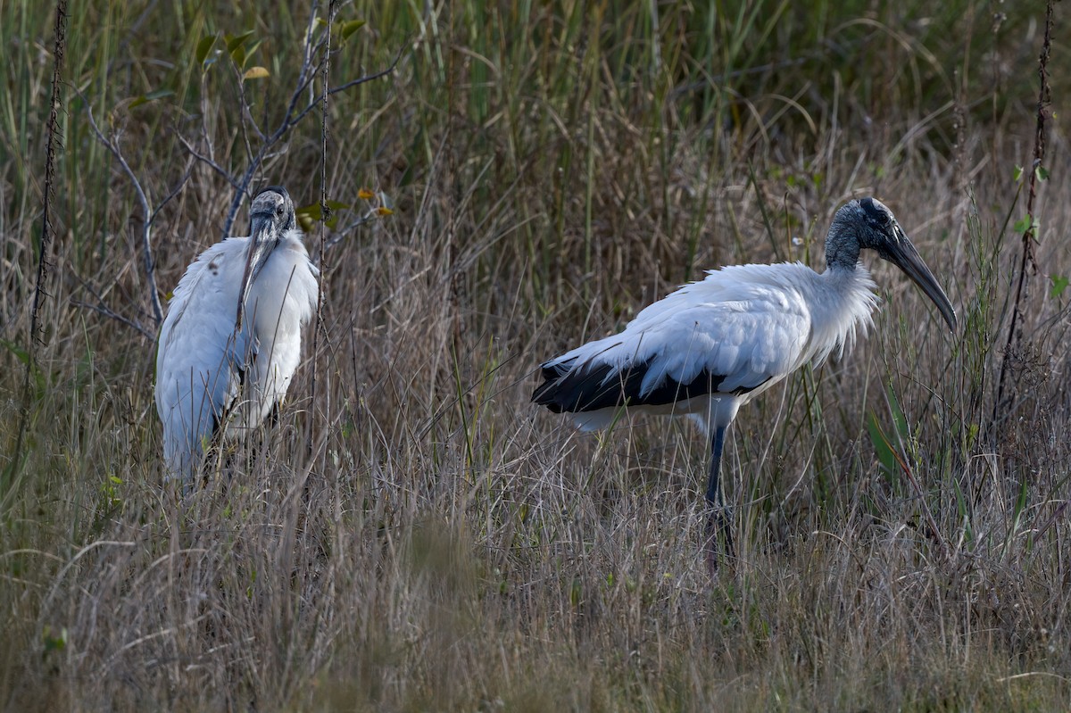 Wood Stork - ML406335081