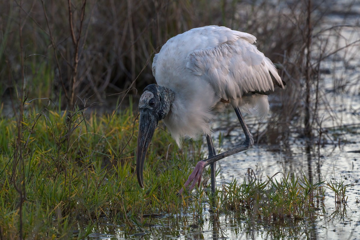 Wood Stork - ML406335111