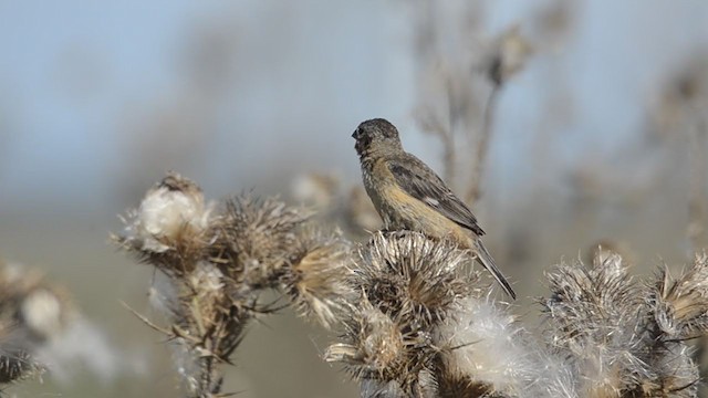 Зерноїд чорноволий - ML406335281