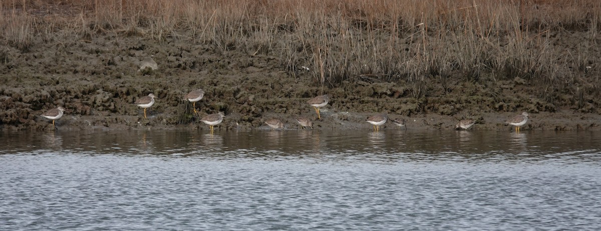 Хараалжин цууцил - ML406338111