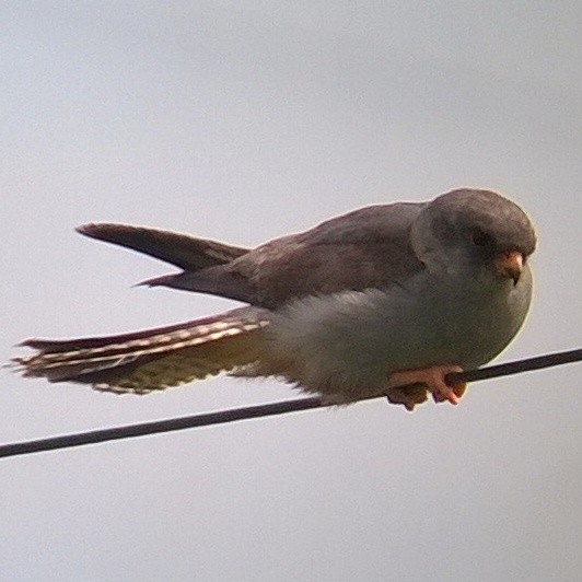 Red-footed Falcon - ML406338311