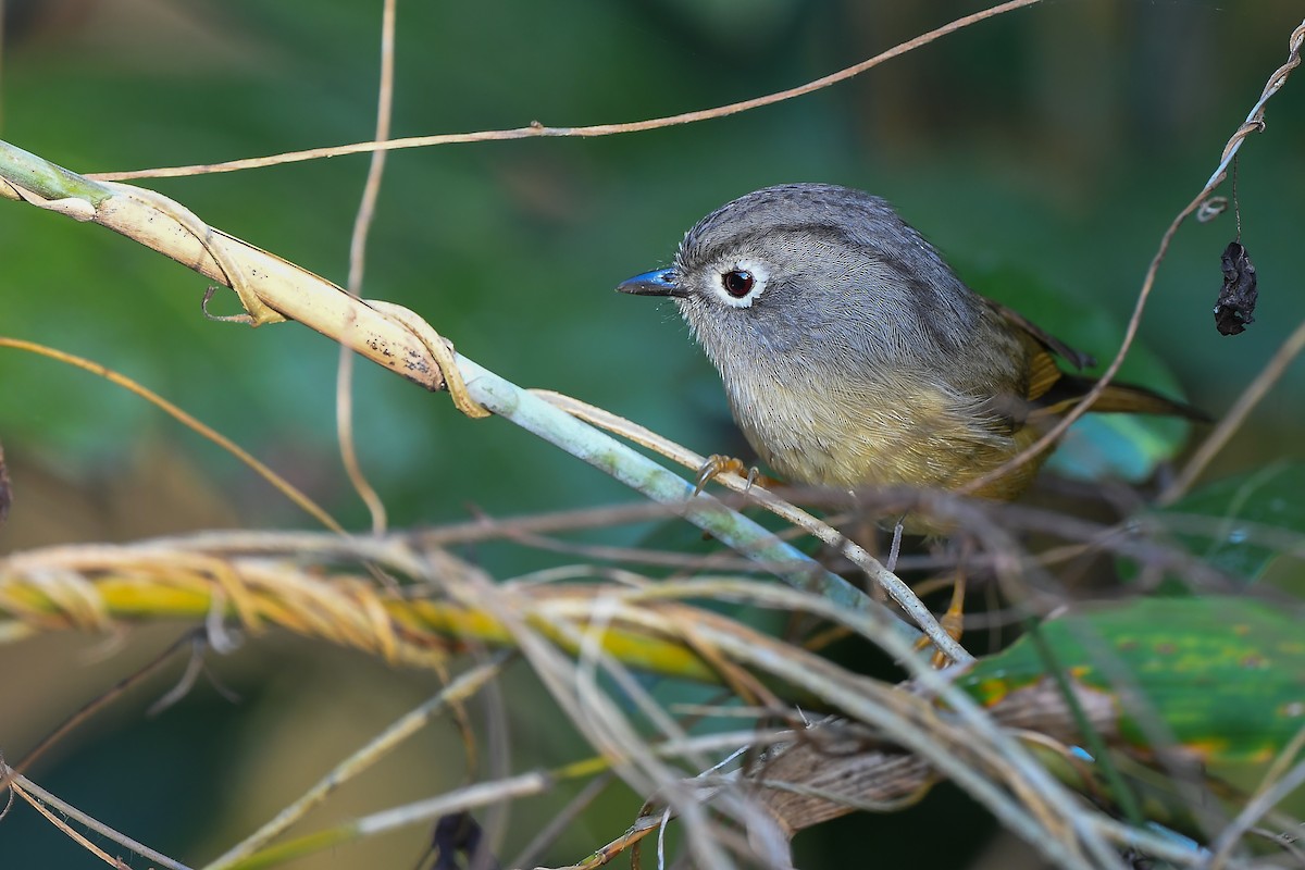 gråhodefulvetta - ML406338351