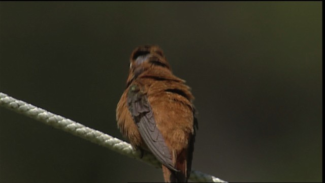 Rufous Hummingbird - ML406339