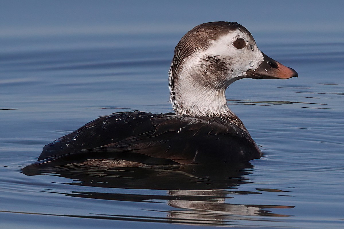 Long-tailed Duck - ML406339331