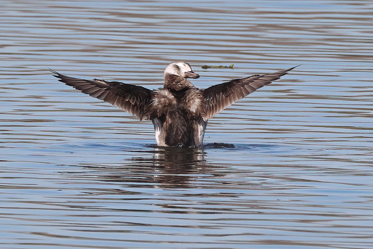 Long-tailed Duck - ML406339341