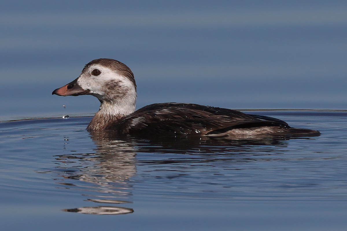 Long-tailed Duck - ML406339351