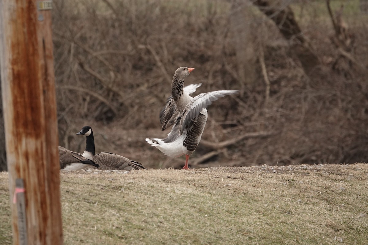 Graylag Goose (Domestic type) - ML406341271