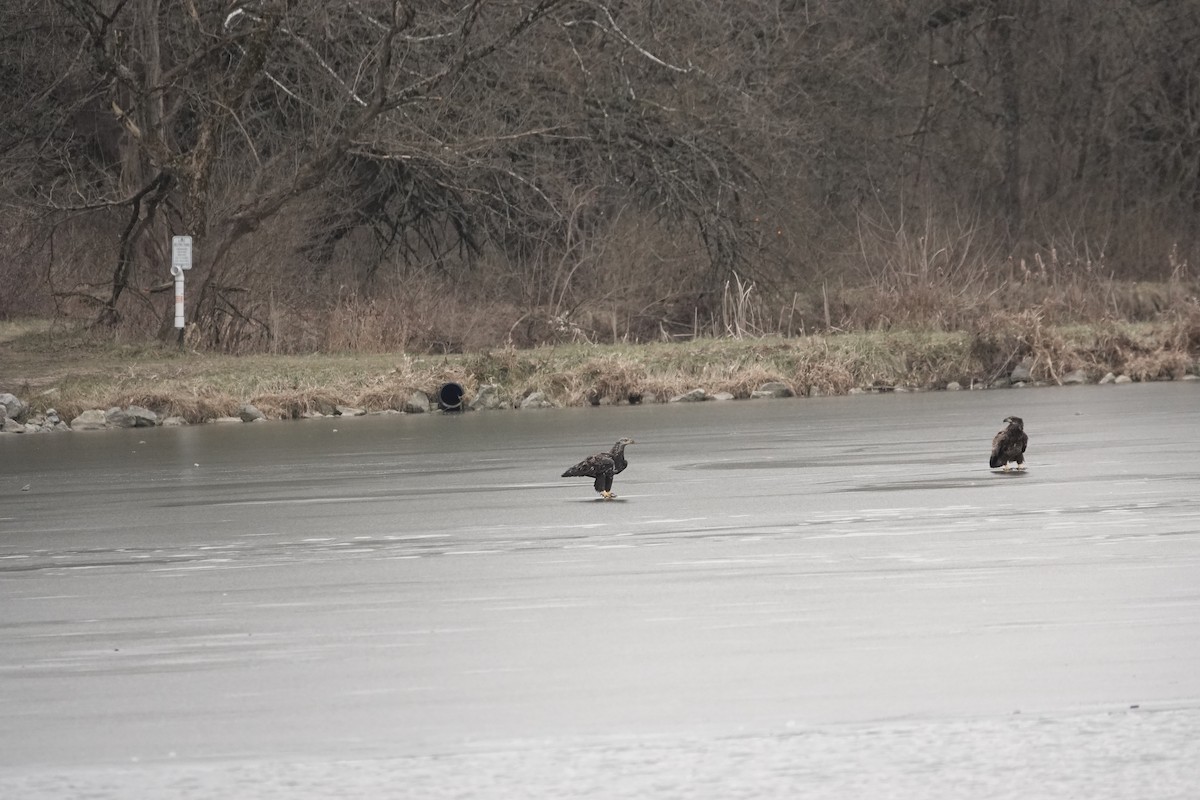 Bald Eagle - ML406341381