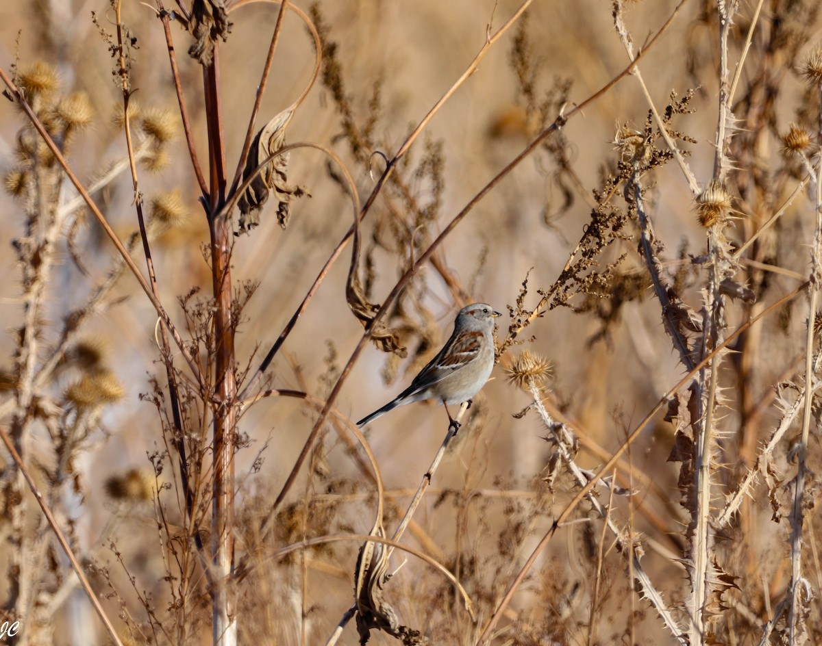 American Tree Sparrow - ML406342801