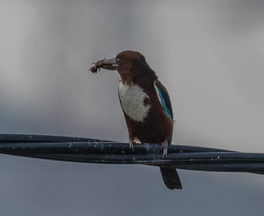 White-throated Kingfisher - ML406343901