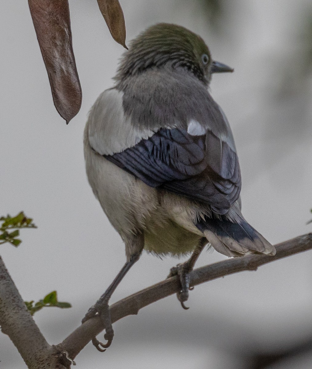 White-shouldered Starling - ML406344701